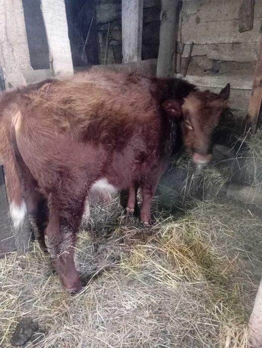 Продам двух бычков