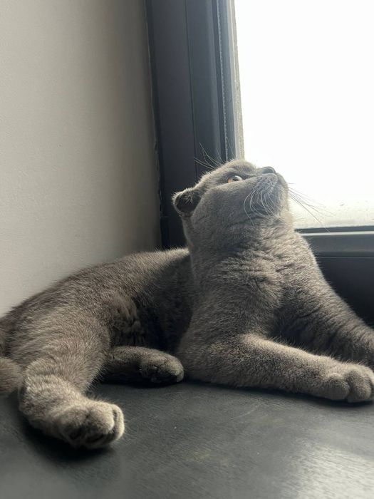 Мушук аклли соглом