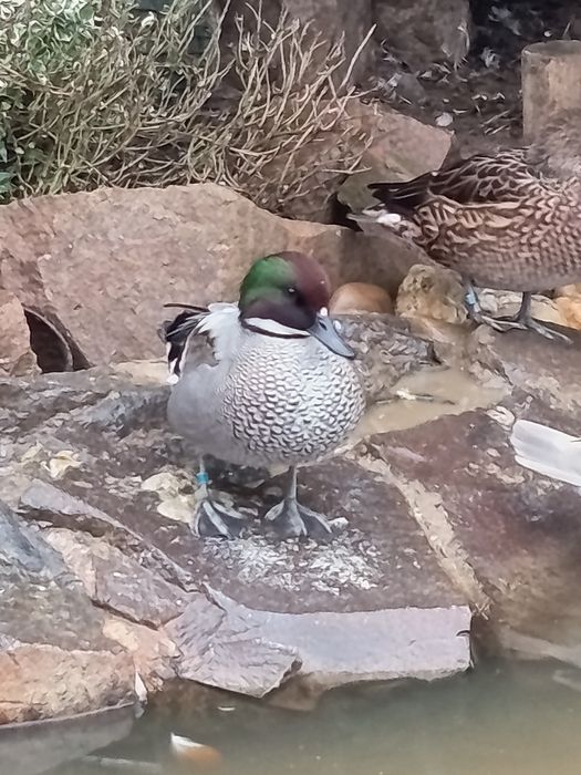 Rate exotice ,ornamentale