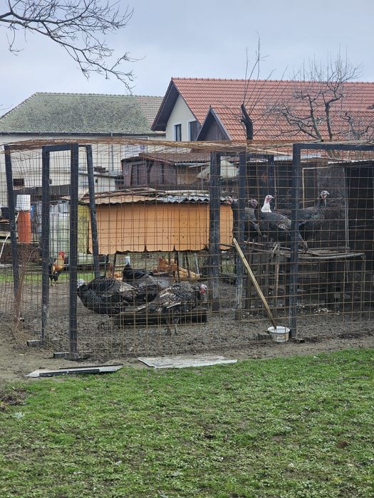 Vând 2 familii de curci bronzate sălbatice