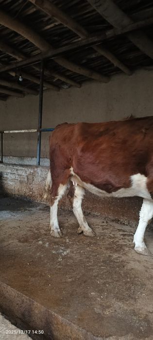 Smental gibrit Bug'oz sigir sotiladi