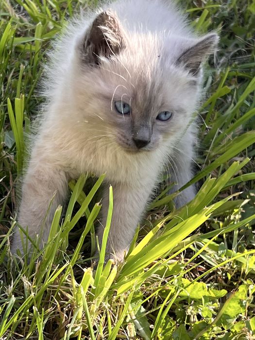 Отдам котят г. Есик