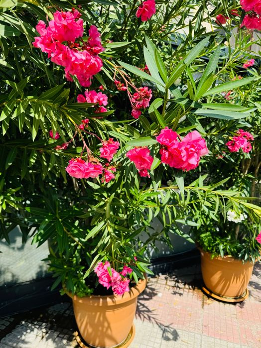 Продават се : Олеандър