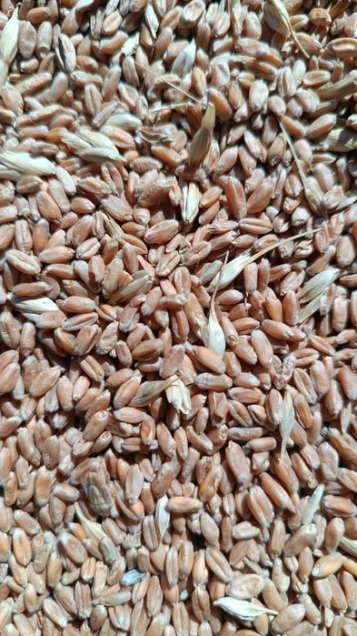 Ячмень , Арпа. Сатылады