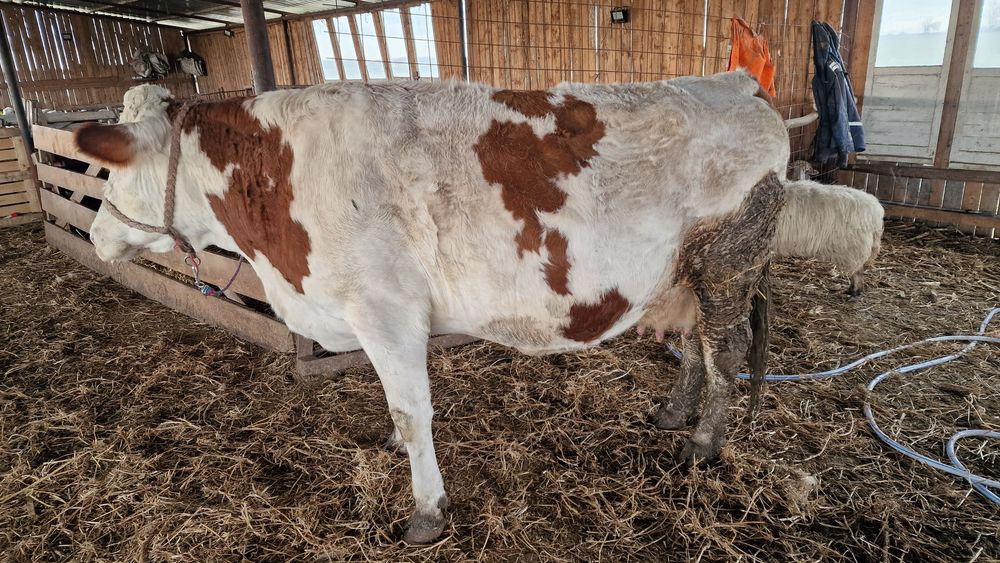 Vaca buna mare grasa de vanzare gestantă