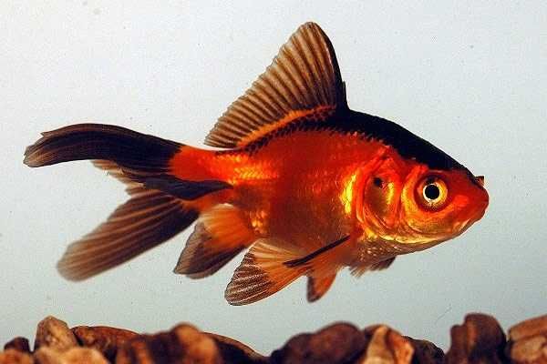 Золотые рыбки в Аква -Зоо салоне"Посейдон"!!!