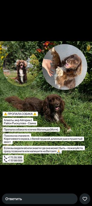 пропала собака Мотильда (мотя)