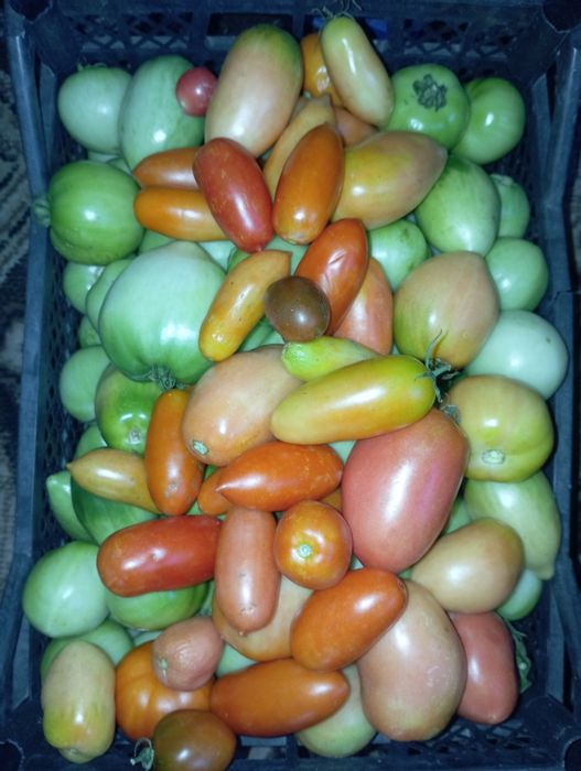 Продам домашние огурцы, помидоры