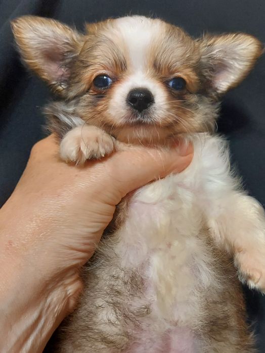 Продаю щенка чихуахуа