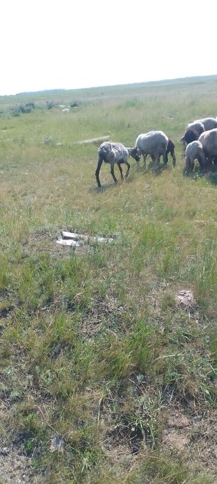 Продам баранов и коз