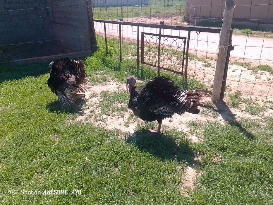 Үндік қораздар гибрид