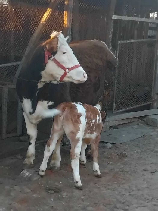 Vând junică la prima fatare garantată