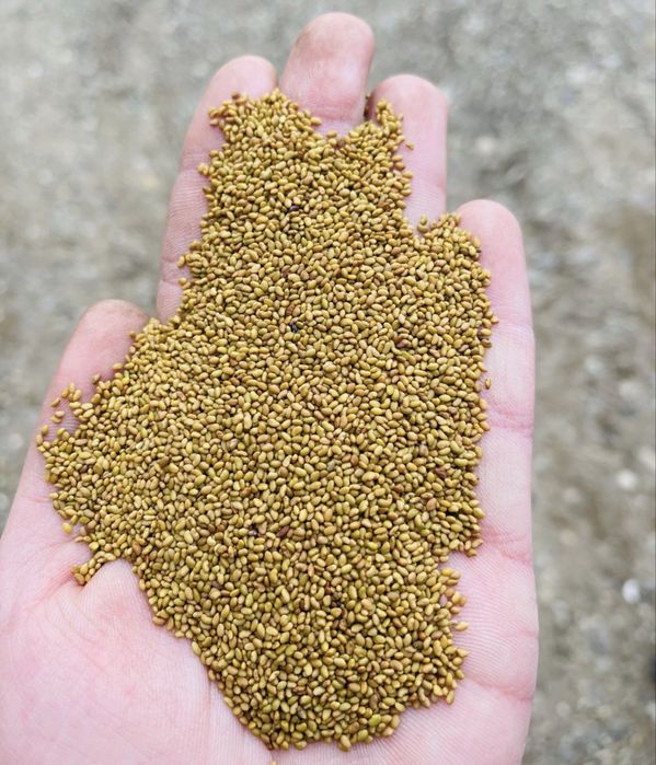 Sământa de lucerna