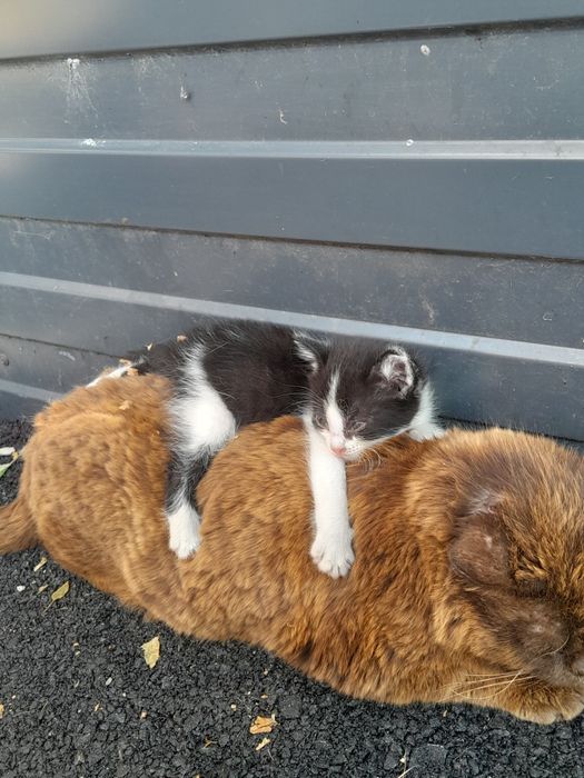 Котенок в добрые руки
