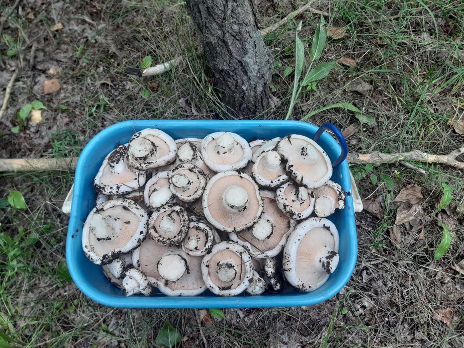 Продам грибы грузди 1500
