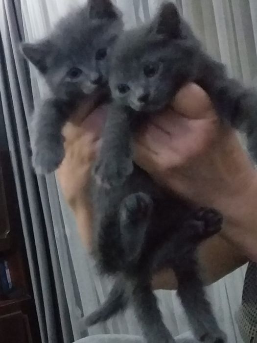 Котята британцы короткошерстные