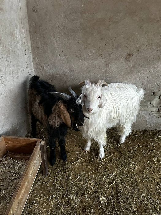 Такачала сотилади