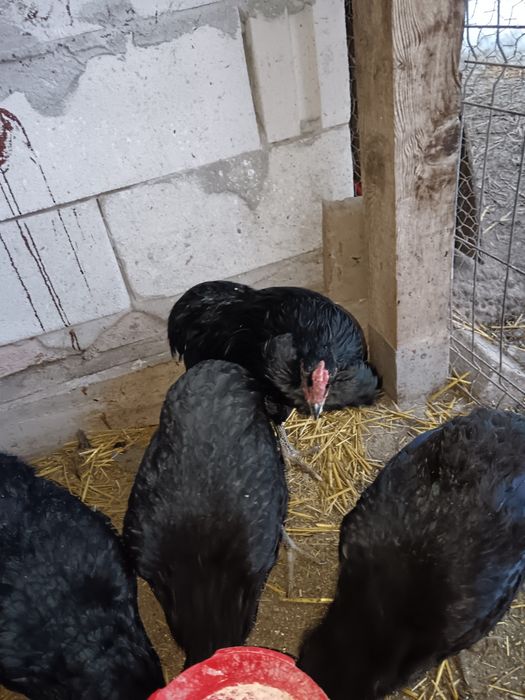 Ouă Roșii și Verzi de la găini Marans și Araucana