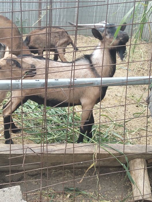 Țap Alpin Francez disponibil in Comuna Moțăței Judetul Dolj