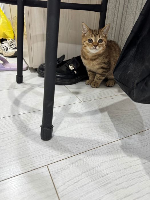 Котята бесплатно