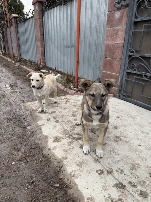 Щенки в добрые руки