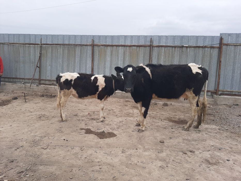 Сүтті Сиырлар бызауымен сатамын