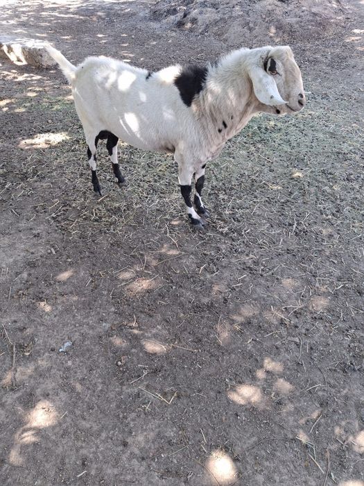 Козёл на огуливание