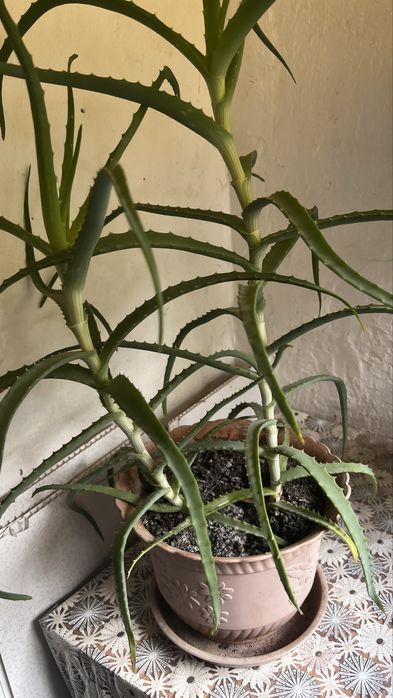 Алое продам. Комнатное