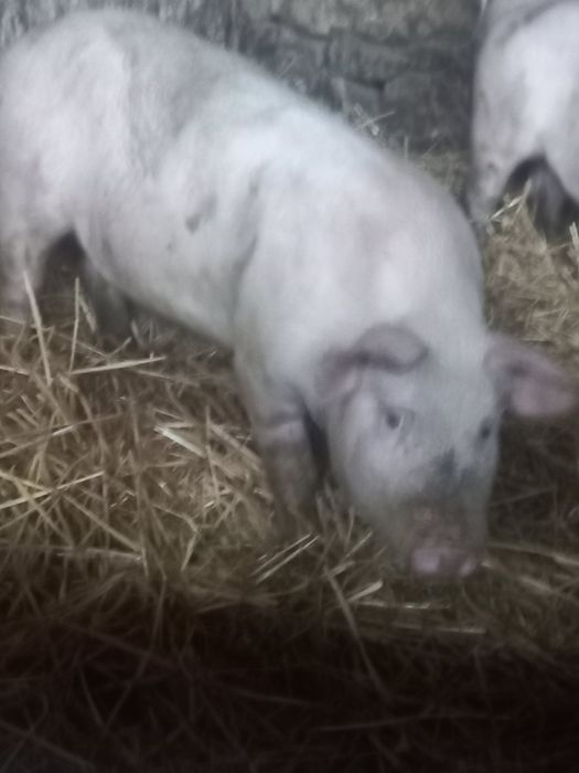 Продавам нерез и прасета