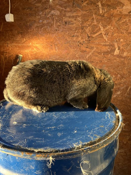 Iepuri berbec german