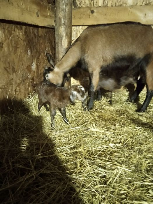 Capre anglo nubian si alpine franceze