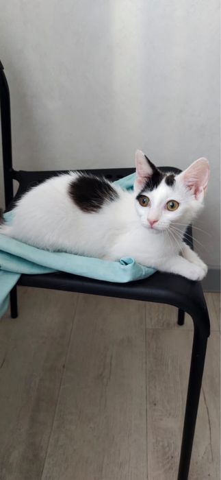 Котята ищут добрые и заботливые руки!