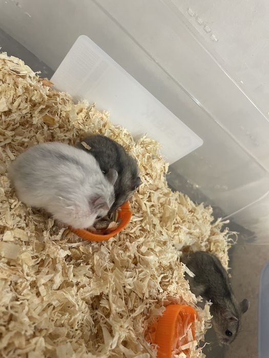 Vand pui de hamster , 2 baietei si o fetita.