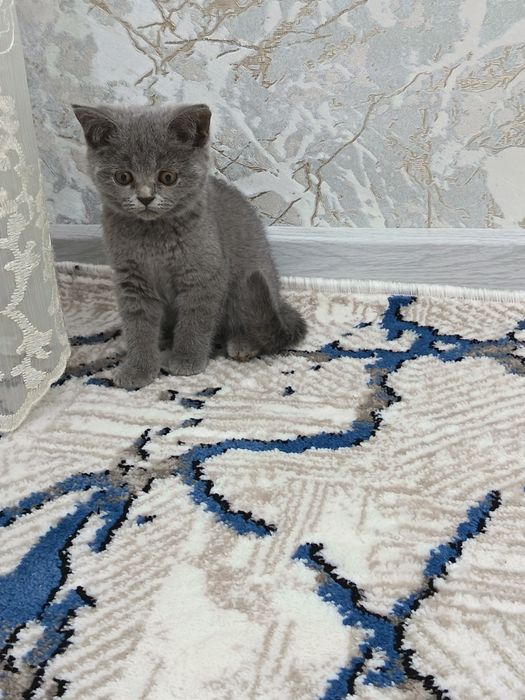 Скотш страйт 3ойлик (тоза парода