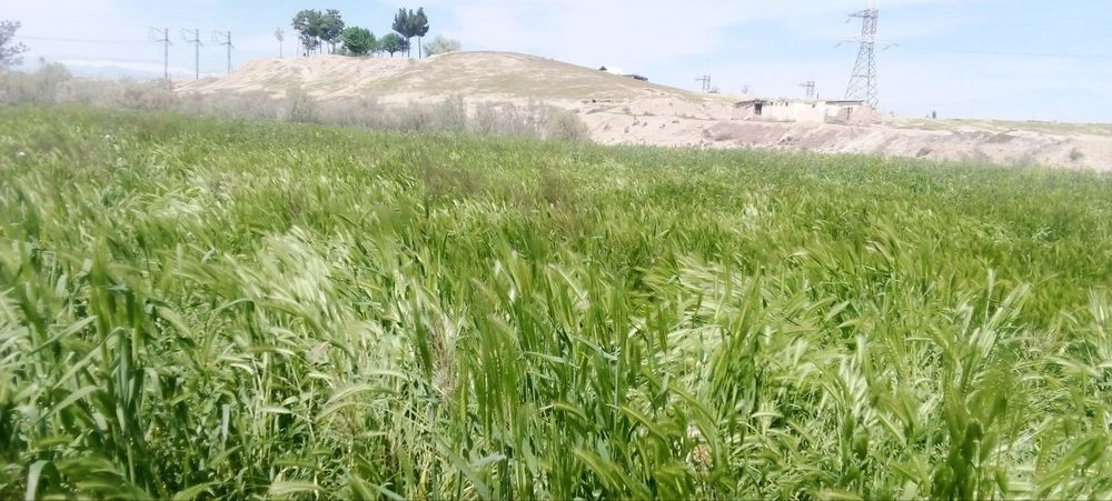 Yer sotiladi 18 sotix muljal Qumqoʻrgʻon neftibaza