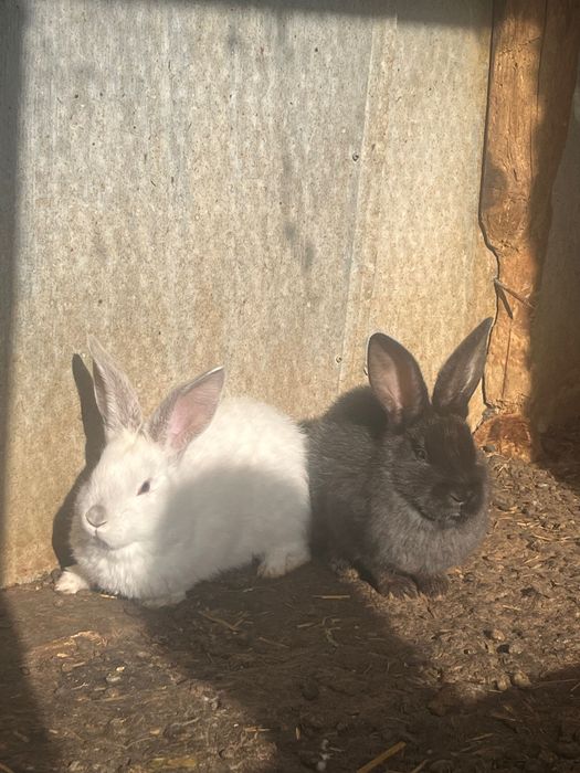 Малки и Големи Зайци