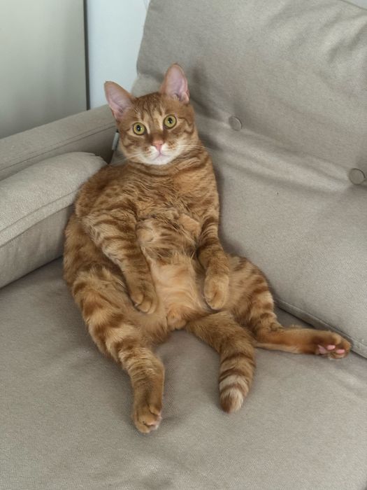 Ищем семью для кота