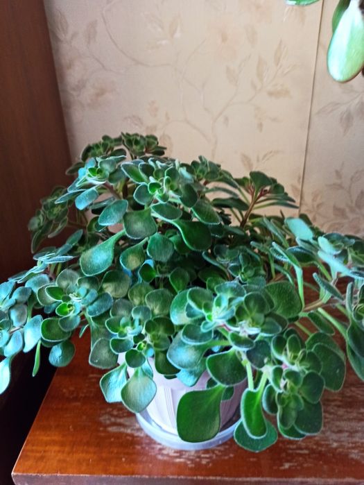 Продам комнатные цветы. Продам аквариум