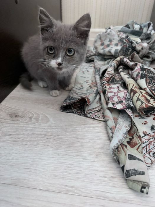 Отдам котенка в руки
