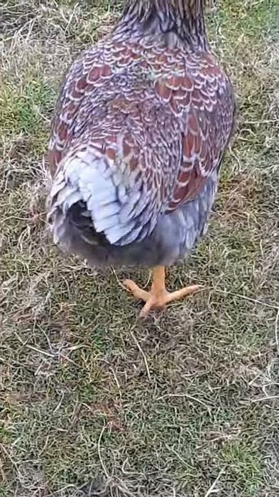 Виандот голубооакаймленный