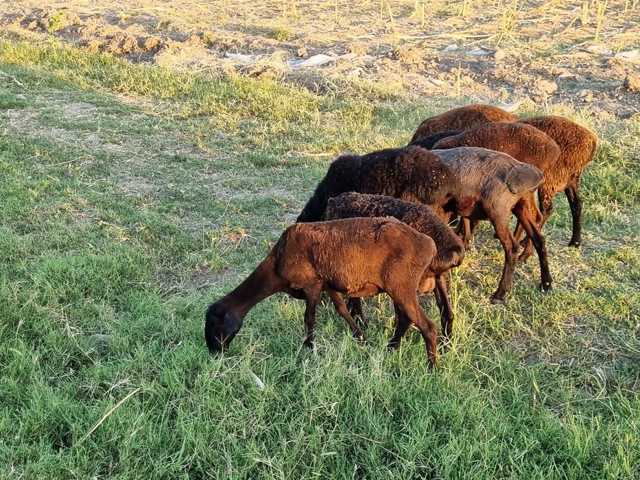 Солиқ қўйлар сотилади