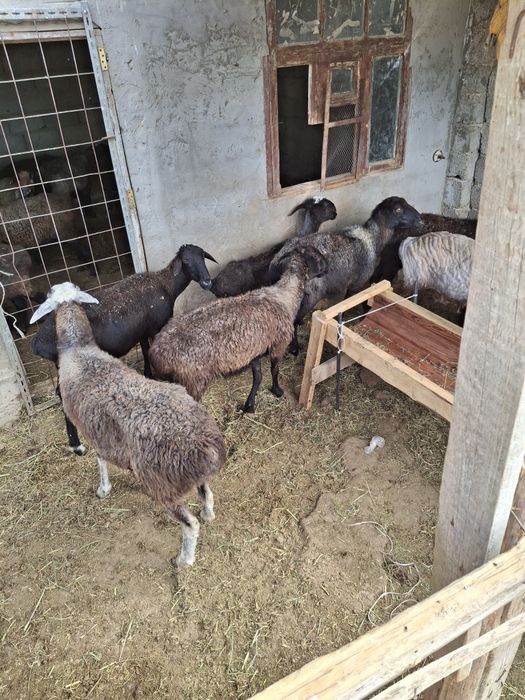 Саулык кой ірі денелі