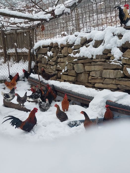 Vând găini talie mică