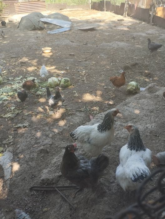 цыплята домашние