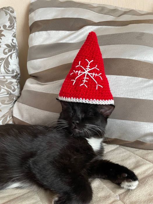 Отдам котят в хорошие руки