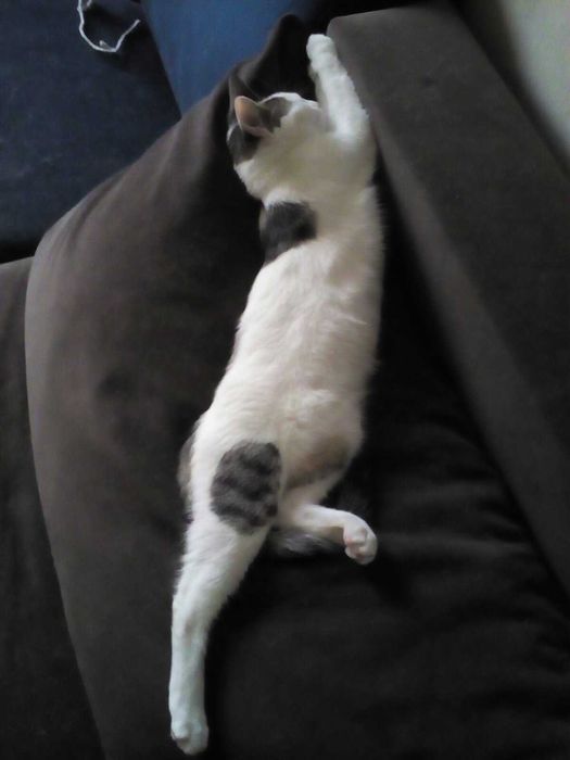 Подарявам мъжко котенце
