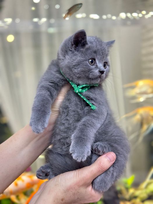 British shorthair blue