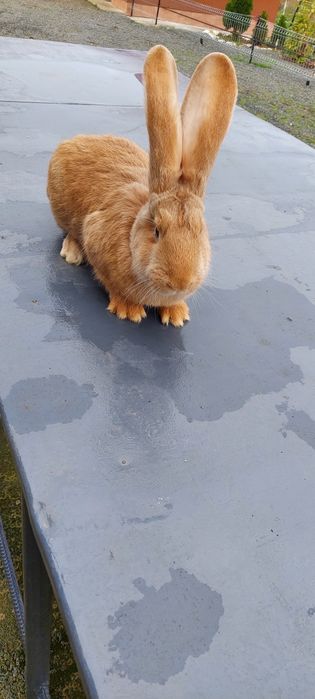 Mascul uriaș galben