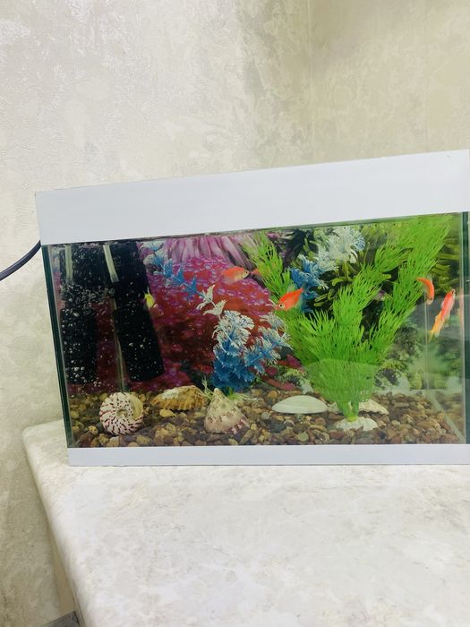 Akvarim baliqlar