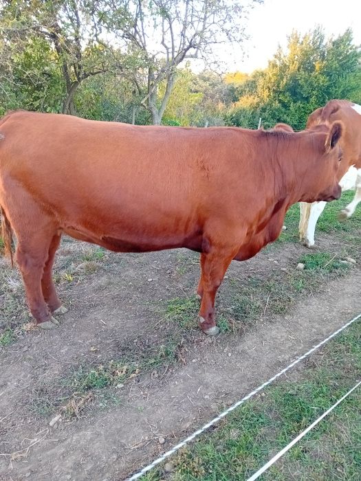 De vânzare Juninca angus